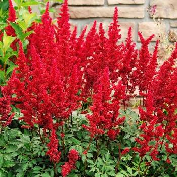 Астильба Astilbe chinensis ‘Cardinal’  